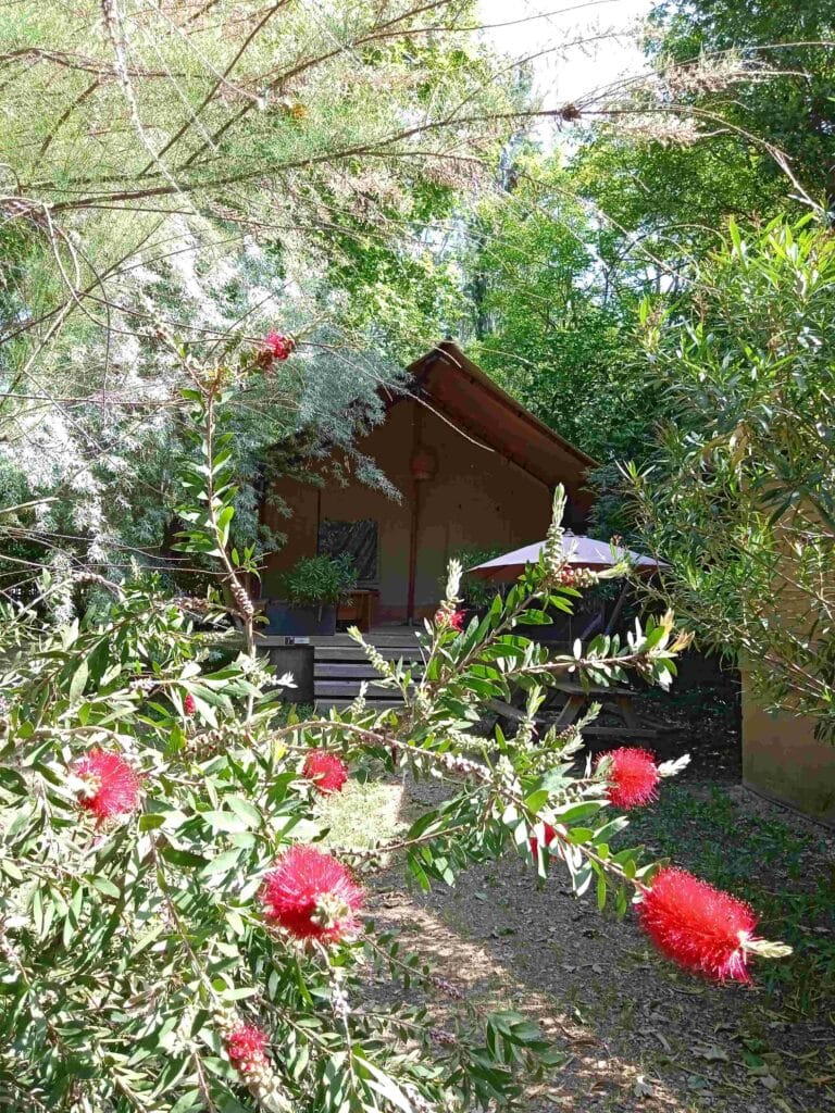 lodge en bois et toile au milieu de la végétation